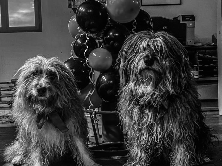 Henry & Dusty
